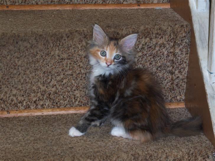 Maine Coon monique billede 3