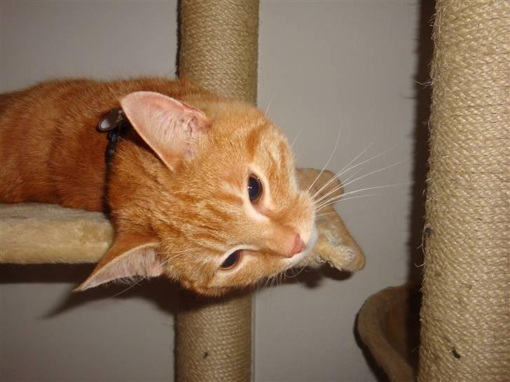 Huskat Pjuske - Til en fest i Aalborg da vi boede der billede 2