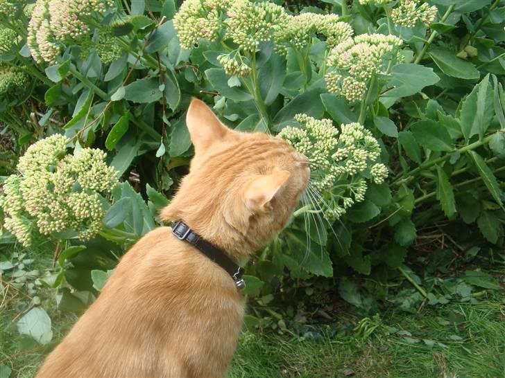 Huskat Pjuske billede 3