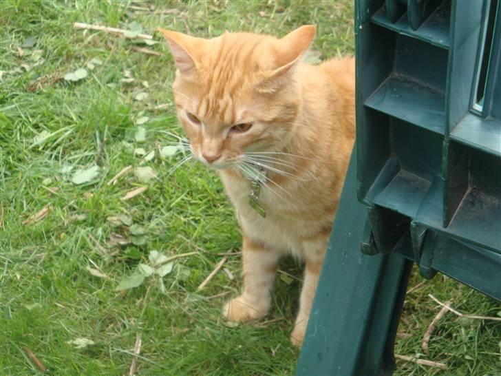 Huskat Pjuske billede 5