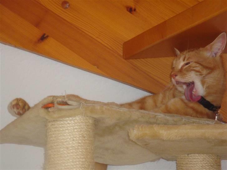 Huskat Pjuske billede 6