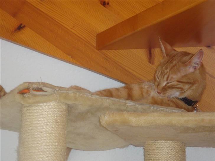 Huskat Pjuske billede 7