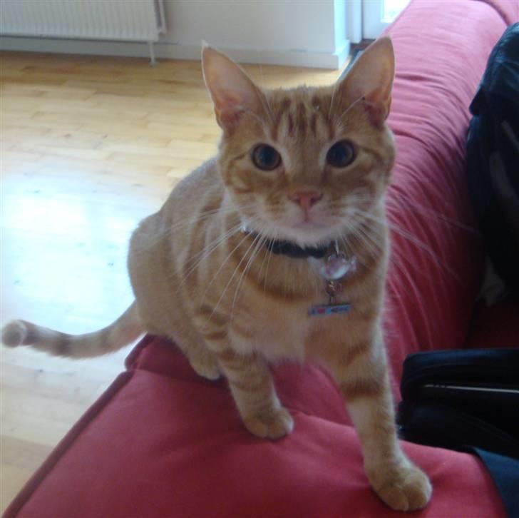 Huskat Pjuske billede 8