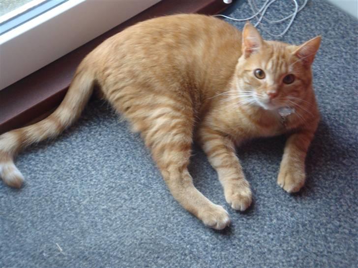 Huskat Pjuske billede 9