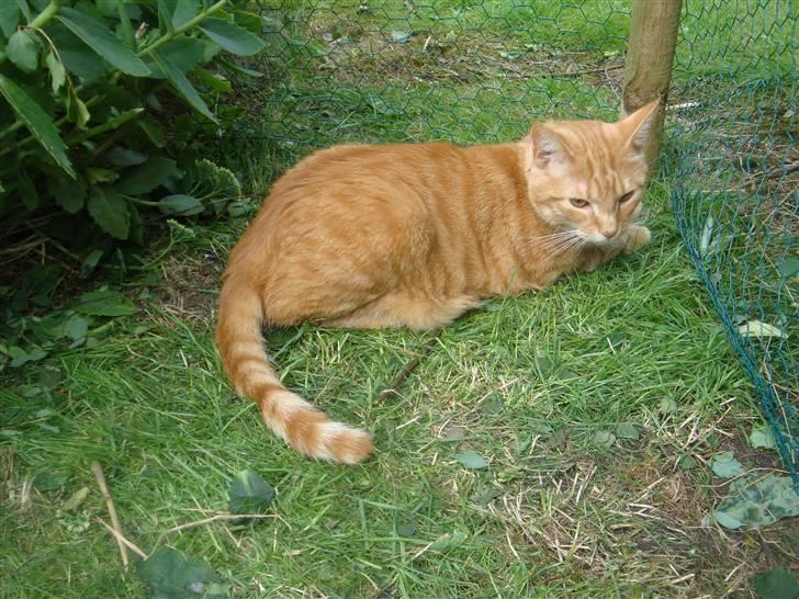 Huskat Pjuske billede 10