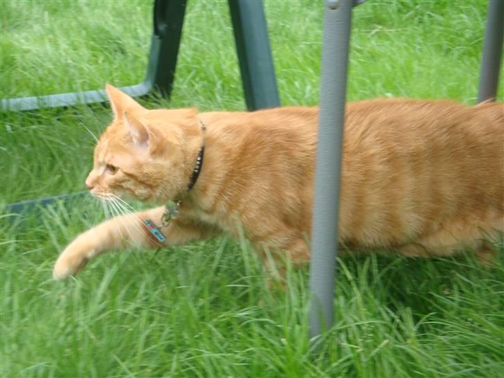 Huskat Pjuske billede 11