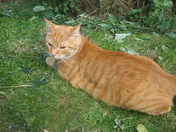 Huskat Pjuske billede 12