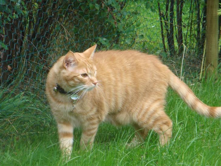 Huskat Pjuske billede 13