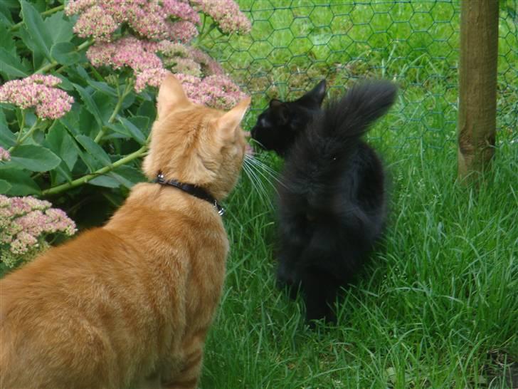 Huskat Pjuske billede 14