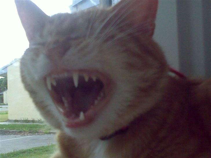 Huskat Pjuske billede 15