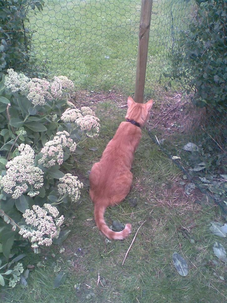 Huskat Pjuske billede 16