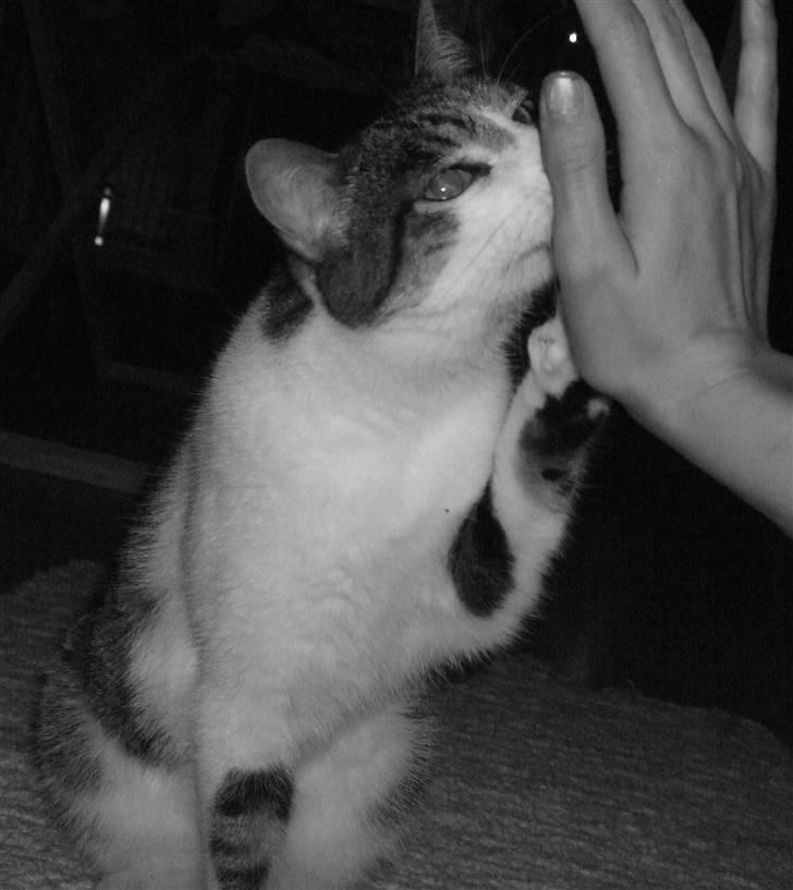 Blanding af racer | S01 Vildmanden - ..du er min partner, noget jeg er taknemmelig for (´: billede 1