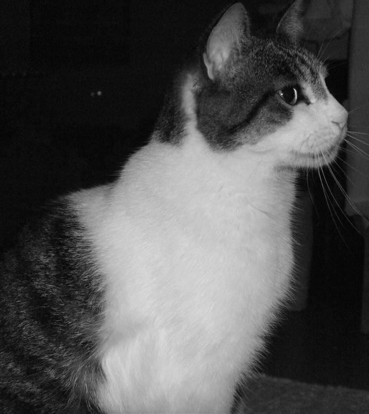 Blanding af racer | S01 Vildmanden - Vildmanden står model ;) billede 2