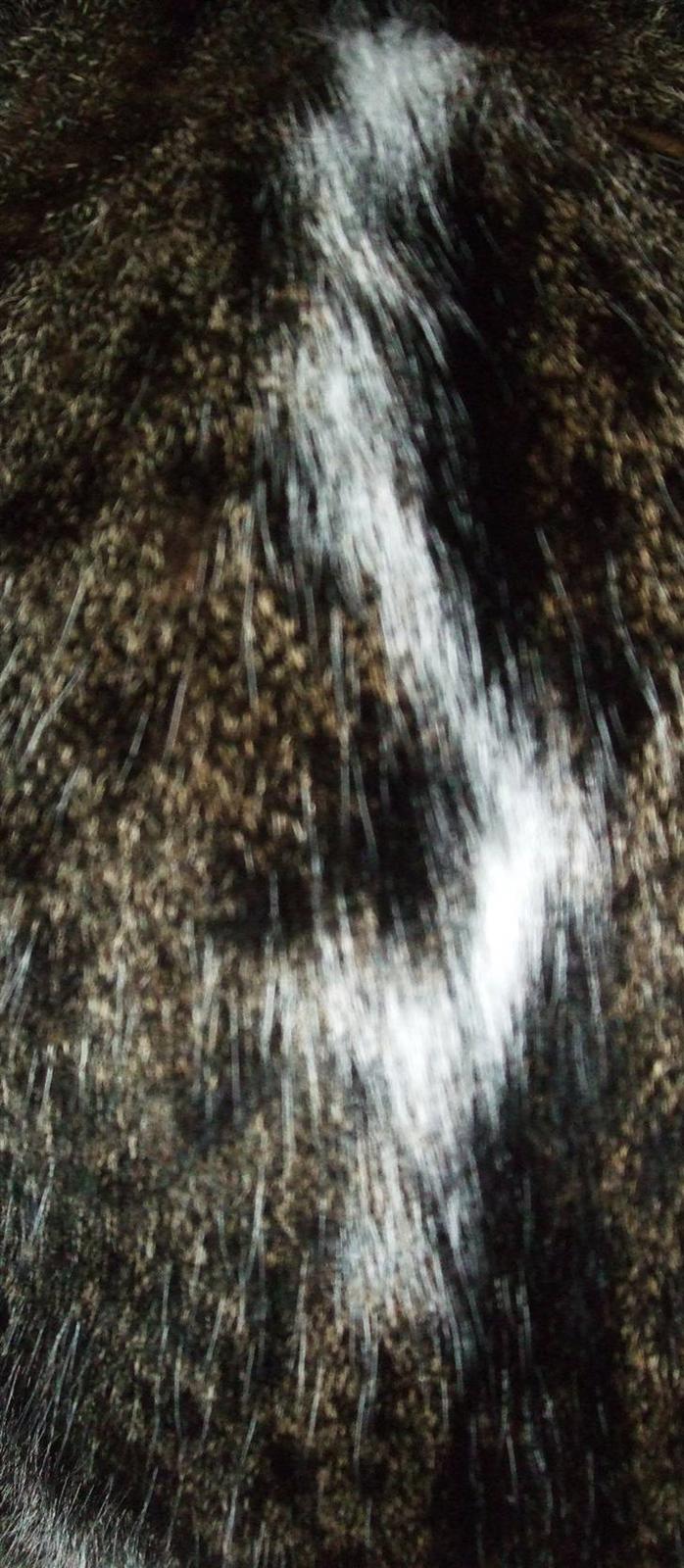 Blanding af racer | S01 Vildmanden - Aftegnet - Et S på ryggen (; billede 3