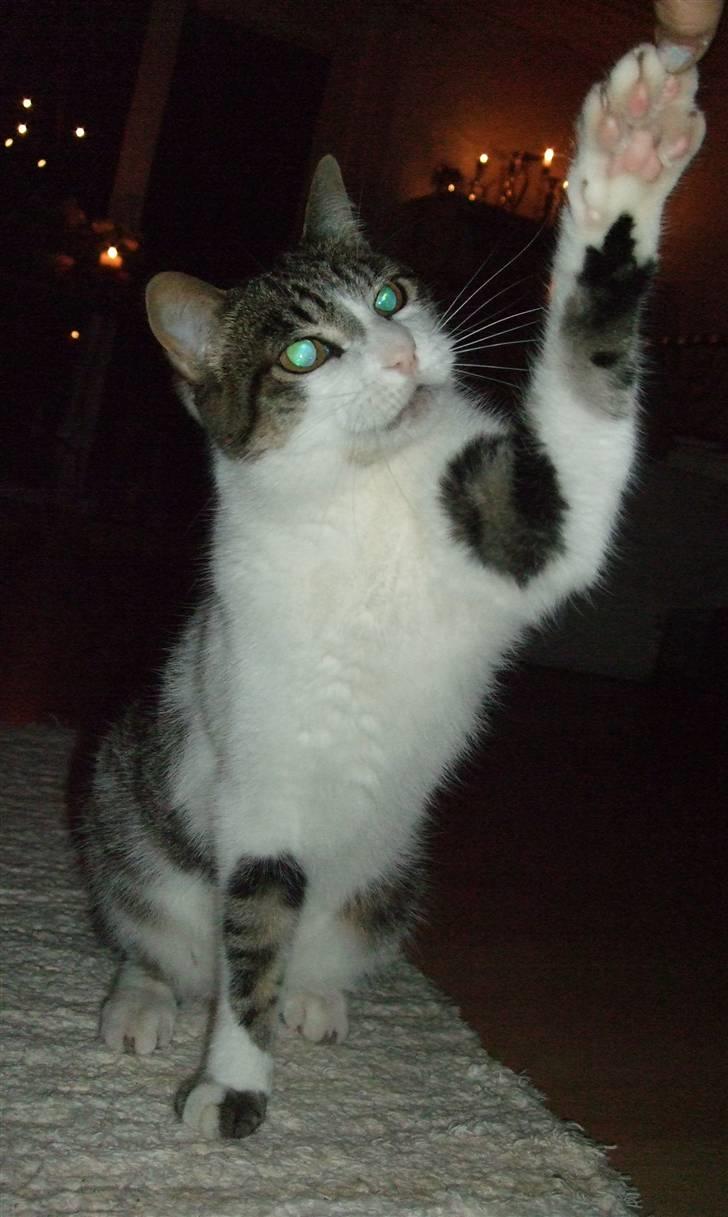 Blanding af racer | S01 Vildmanden - Fordi at ud kan give HIGH5 friviligt.. Vi lokker ikke med mad! Vi følger hinanden! <3 billede 4