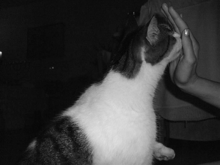 Blanding af racer | S01 Vildmanden - Dyt, stop (: billede 5