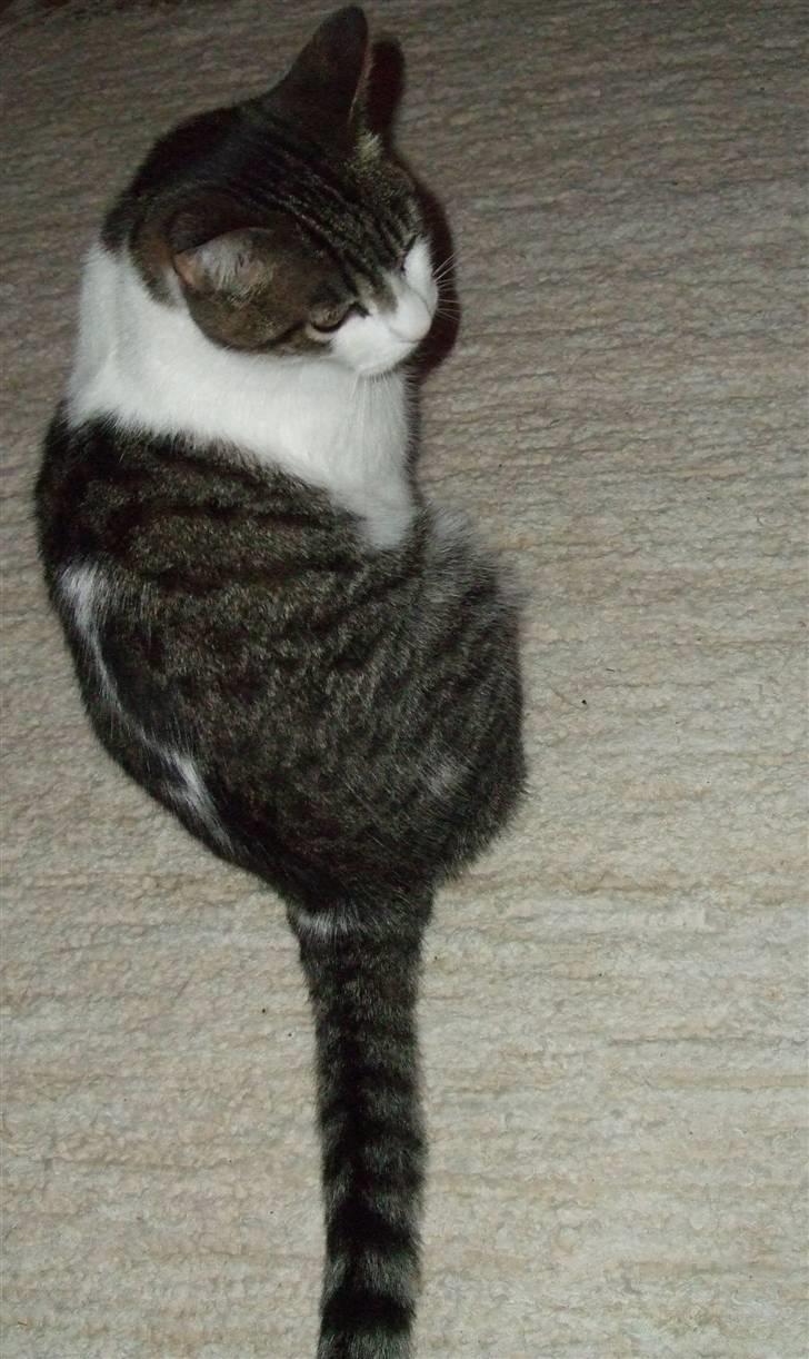 Blanding af racer | S01 Vildmanden - Vildmanden står model ;) - Taget oppe fra! billede 6