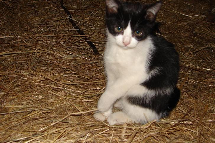 Blanding af racer Katja billede 1