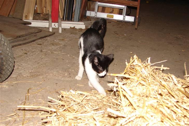 Blanding af racer Katja billede 2