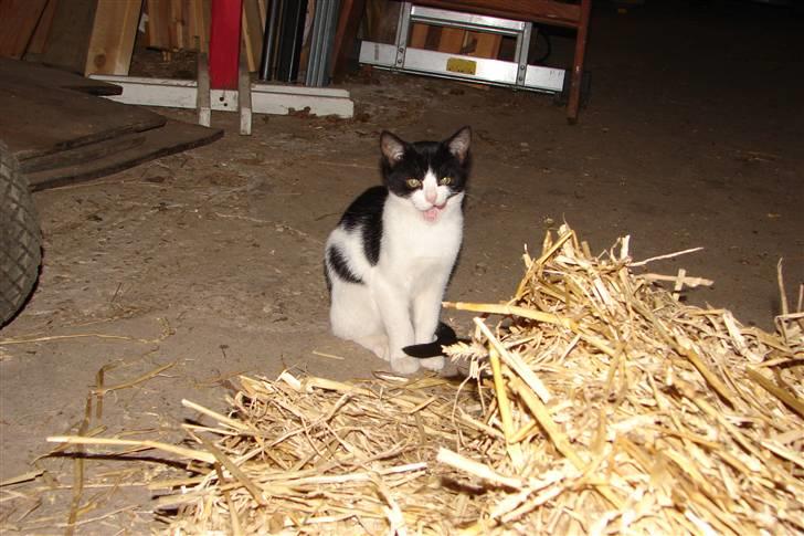 Blanding af racer Katja billede 3