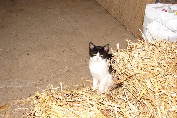 Blanding af racer Katja billede 4