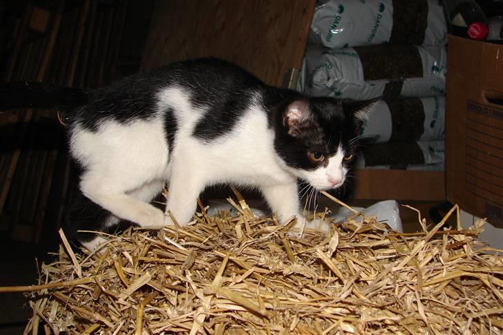 Blanding af racer Katja billede 5