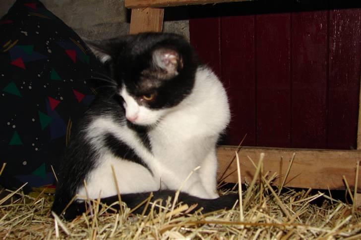 Blanding af racer Katja billede 6