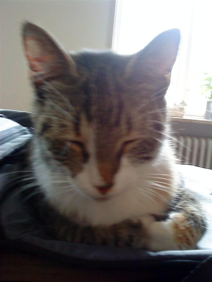 Blanding af racer Pippi (L) billede 6