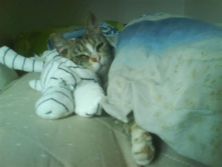 Blanding af racer Little *Min Elsked Mis* billede 1