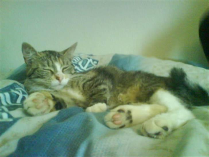 Blanding af racer Little *Min Elsked Mis* billede 2