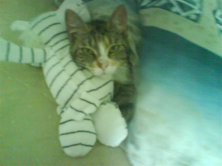 Blanding af racer Little *Min Elsked Mis* billede 4