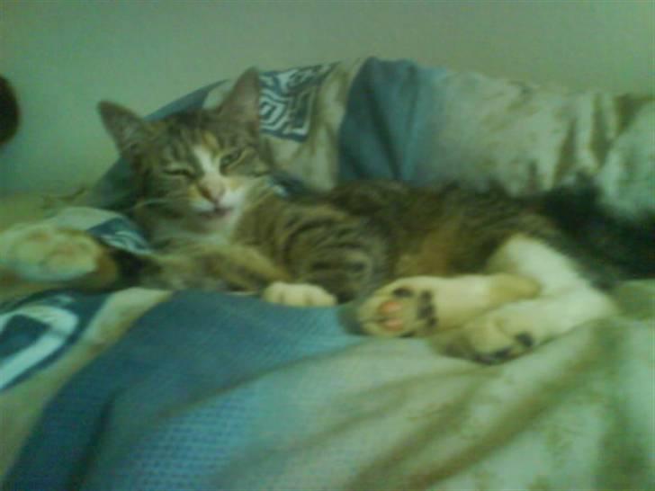 Blanding af racer Little *Min Elsked Mis* billede 6