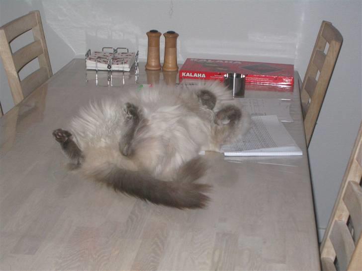 Blanding af racer Gismo billede 19