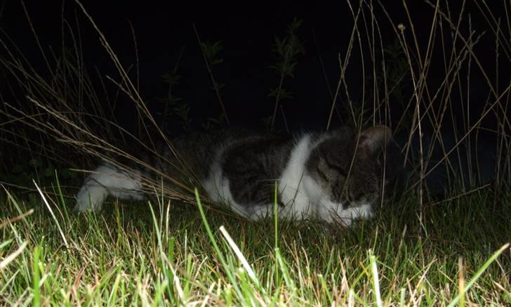 Huskat | 05 Garfield AKA Fede - "GODNAT!" ;-) billede 4