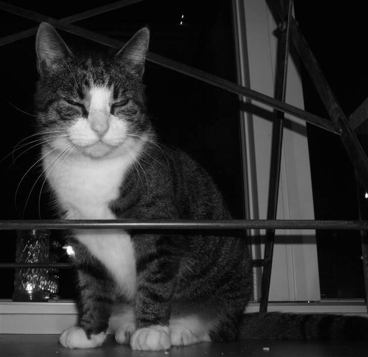 Huskat | 05 Garfield AKA Fede - "Altså, bliv nu færdig med de billeder.. Kan sku ikke forstå at nogen katte kan lide og blive taget billeder af? hmm...." billede 5