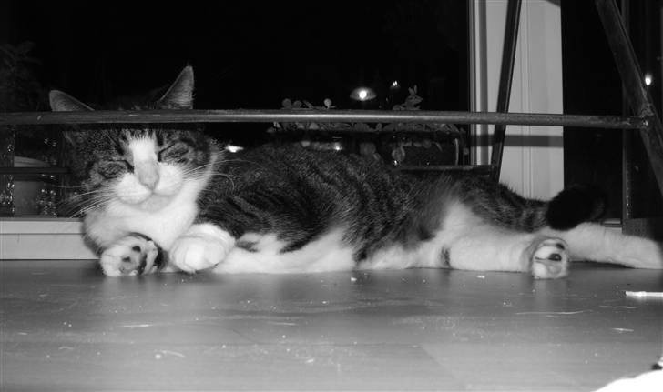 Huskat | 05 Garfield AKA Fede - Lækre Fede! billede 1