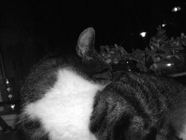 Huskat | 05 Garfield AKA Fede - "Så gemmer jeg mig bare!! HAHA!! Lær det mor!" :´D billede 2