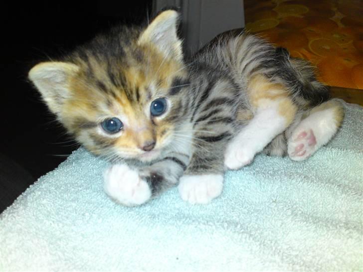 Huskat Minnie "Død" - Så nu ligger jeg fint, tag et billede. :o) billede 1