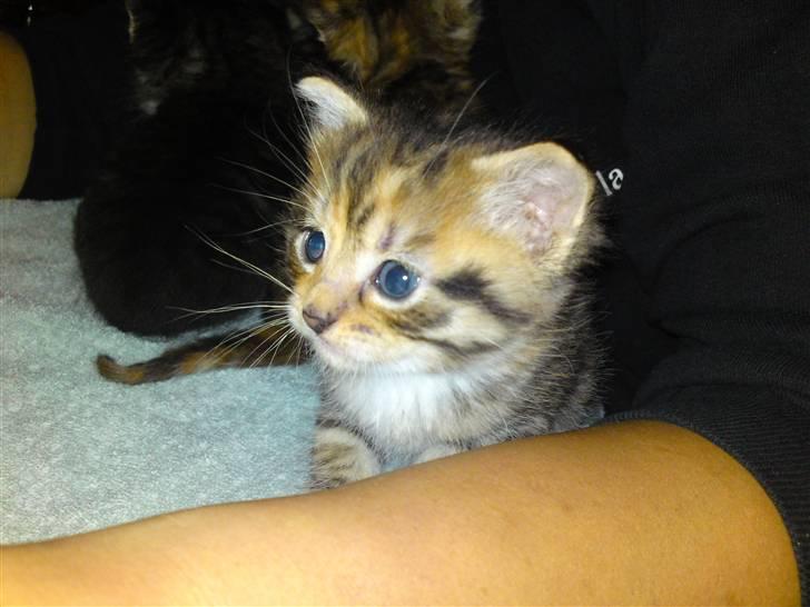 Huskat Minnie "Død" billede 2