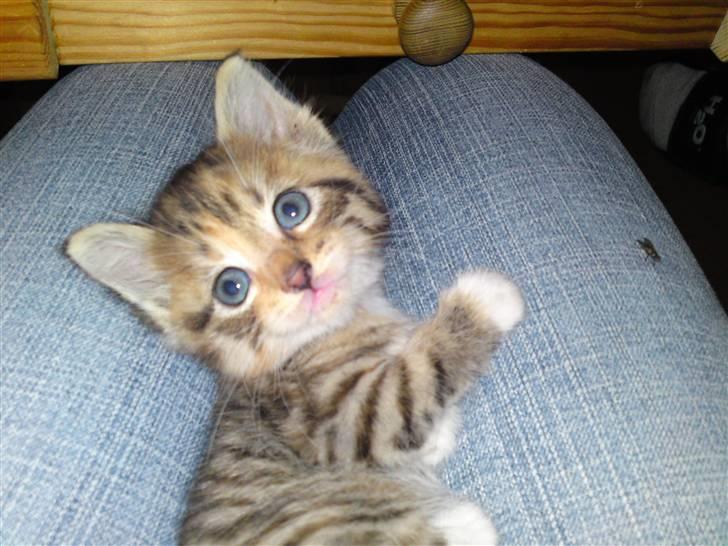 Huskat Minnie "Død" - Er jeg ikke bare sød? ;o) billede 3