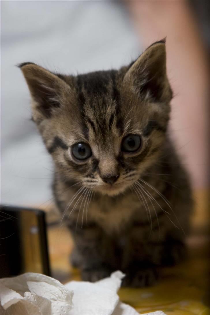 Huskat Mister  RIP  - Hvem er du ? billede 1