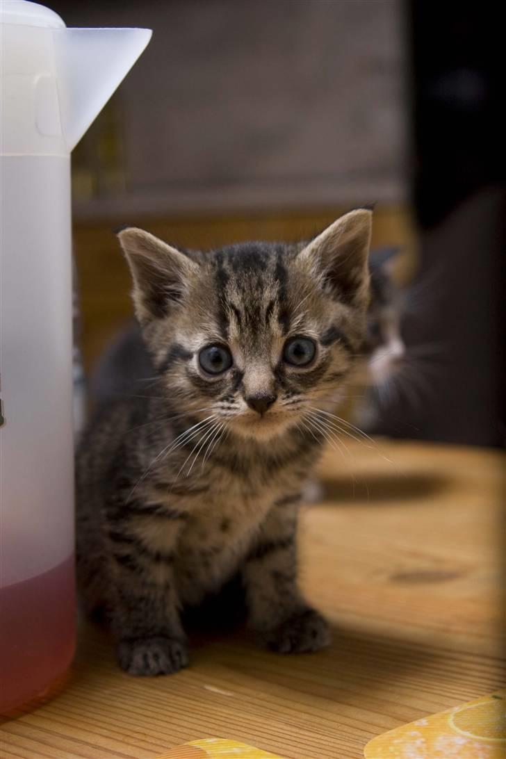 Huskat Mister  RIP  billede 2