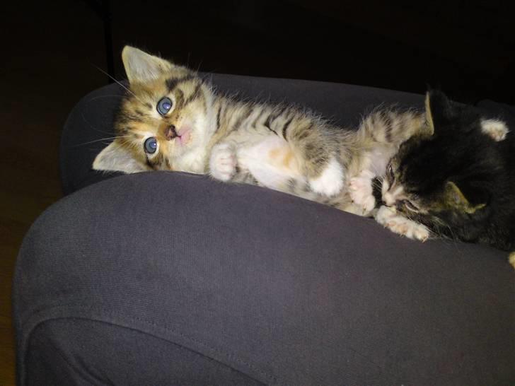 Huskat Minnie "Død" - Ligger og putter sammen med brormand. :o) billede 4