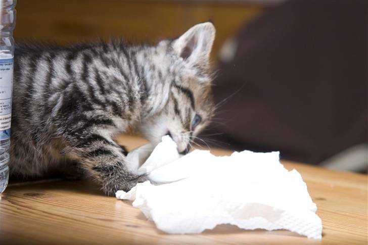 Huskat Mister  RIP  - Det her dumme køkkenrulle skal bare rives i stykker !! rrrrr . billede 3