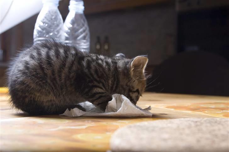 Huskat Mister  RIP  - ihh, hvor smager køkkenrulle godt, eller ?? billede 4