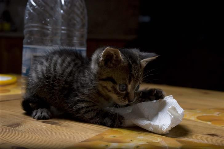 Huskat Mister  RIP  - Hva var det , jeg tror det bevægede sig ?? billede 5