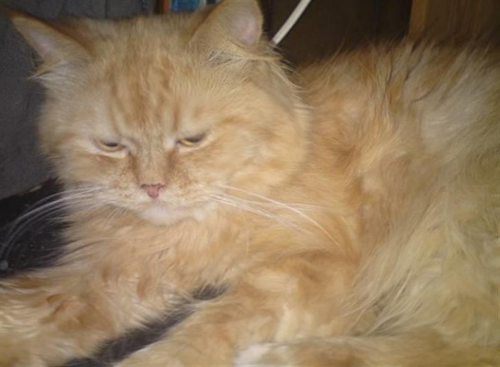 Perser Bøllemis - Nyder en morfar *S* billede 1