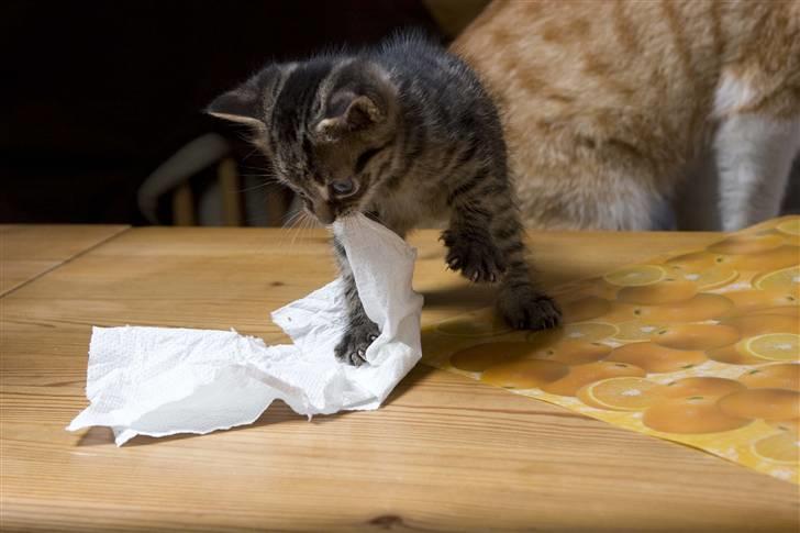 Huskat Mister  RIP  - Jeg skal gi dig skal jeg !! .. billede 6