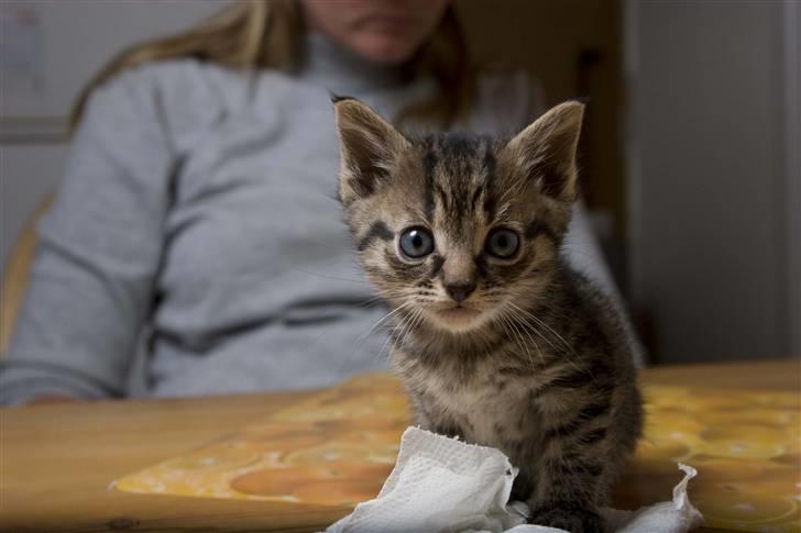 Huskat Mister  RIP  - Jeg laver ikke unoder ? :) billede 7