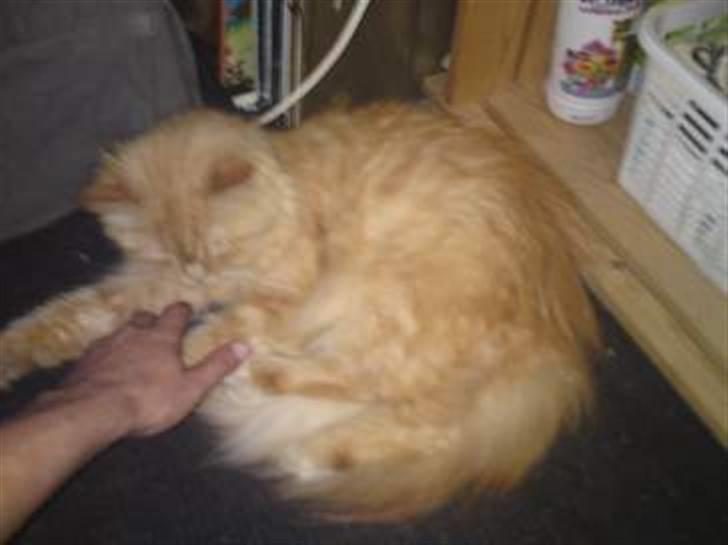 Perser Bøllemis - Kælepotten Bølle billede 2